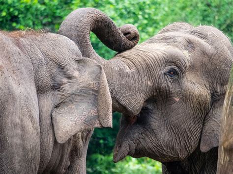 De Drie Olifanten van Quang: Een Mysterieus Droomlandschap van Verloren Tijd!