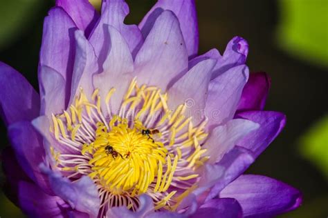 De Lotusvijver met Vogels die Zingend Vliegen : Een Verkenning van Tranquiliteit en Symboliek in de 19e-eeuwse Vietnamese Kunst