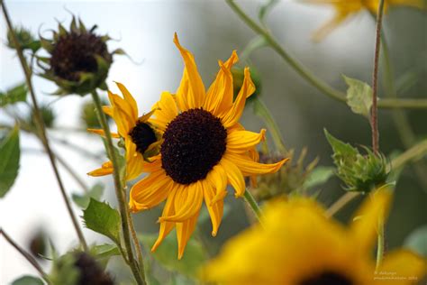  De Zonnebloem  Een Overvloedige Studie Van Licht En Schaduw!