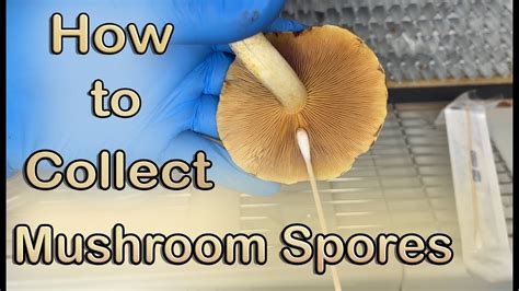 How to Grow Mushrooms from Spore Print: A Journey into the Fungal Frontier